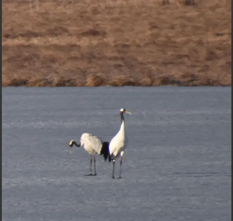 В Хинганский заповедник вернулись журавли, выпущенные в разные годы