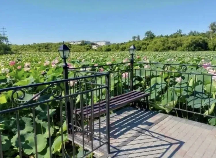 Сквер с лотосами благоустраивают в Прогрессе 