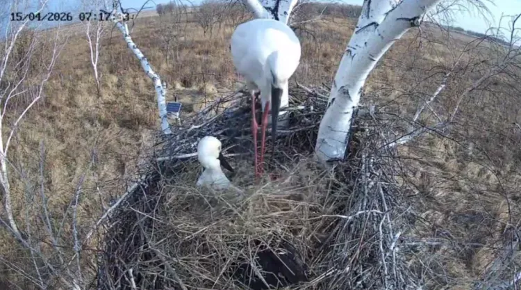 Аист Амур укрыл самку Зею соломой в знак заботы