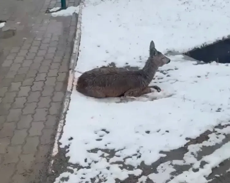 Косуля застряла в заборе спортшколы в Циолковском