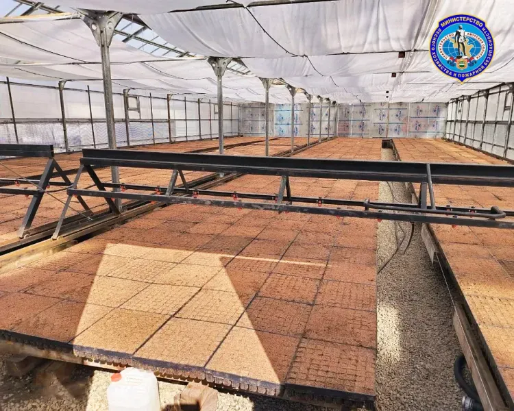 Лесхозы начали высаживать первые партии семян сосны, кедра и лиственницы для восстановления амурских лесов 