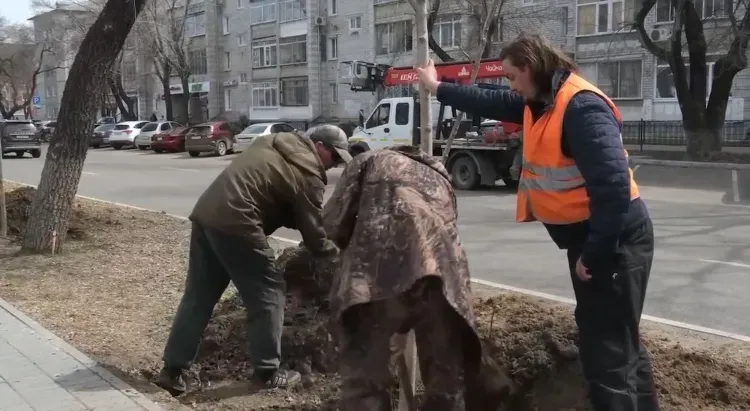 Крупномерные ясени начали высаживать на улице Горького в Благовещенске 