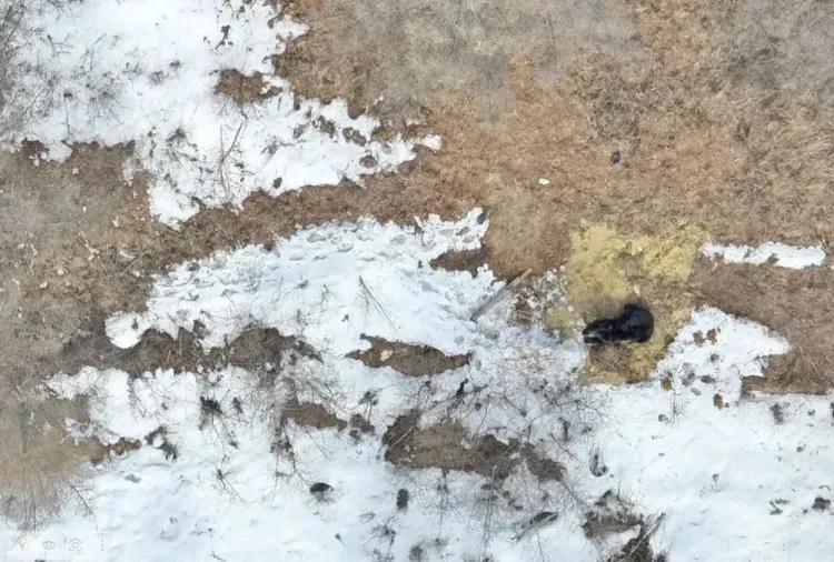 Довольный и опасный: трапезу крупного медведя сняли с воздуха в Приамурье