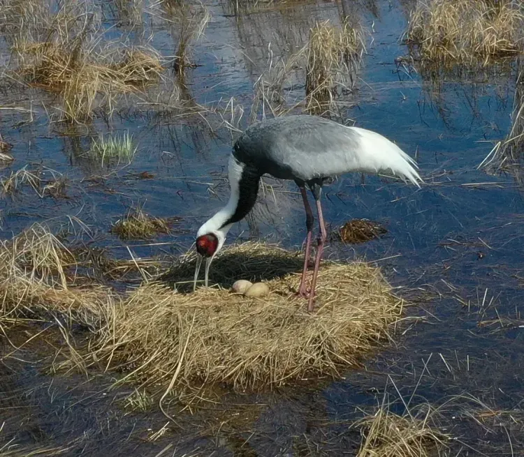 К подсчету журавлей приступил амурский биолог Антон Сасин