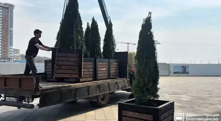 Туи украсили территорию Трибуны Холл в Благовещенске