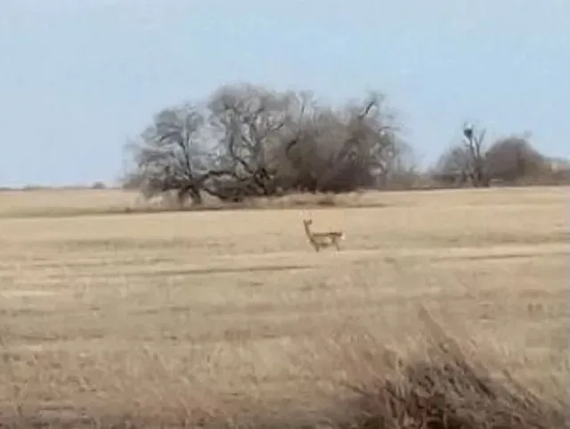 Косуля на просторах Муравьевского заказника попала на фото
