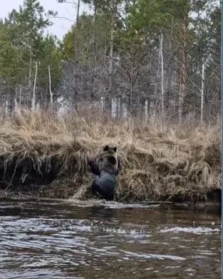 Медведь во время купания в реке попал на фото в Приамурье