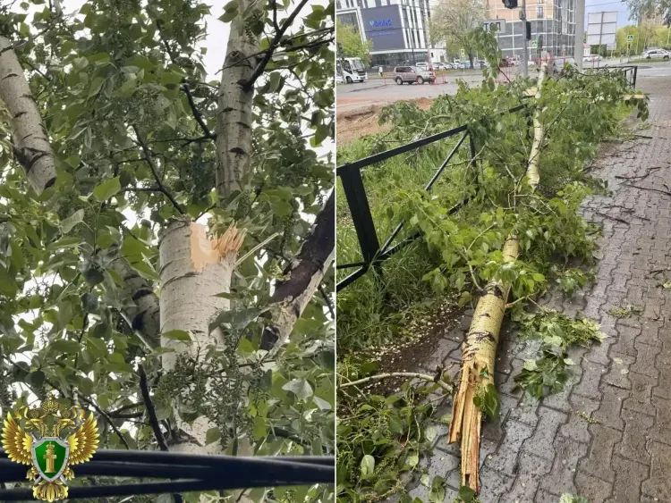 Дерево упало на подростка в Благовещенске, ребенок в больнице