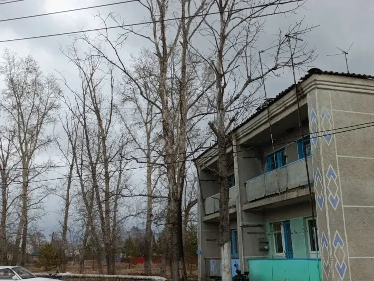 Детей страшно выпускать во двор: ЛДПР разбирается с аварийными тополями в селе Николо-Александровка