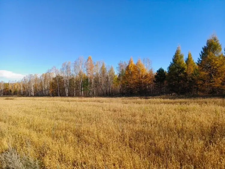 Для косуль, кабанов и лосей засеяли подкормочные поля в заказниках Приамурья