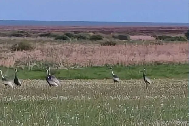 Даурских журавлей стало больше в Приамурье