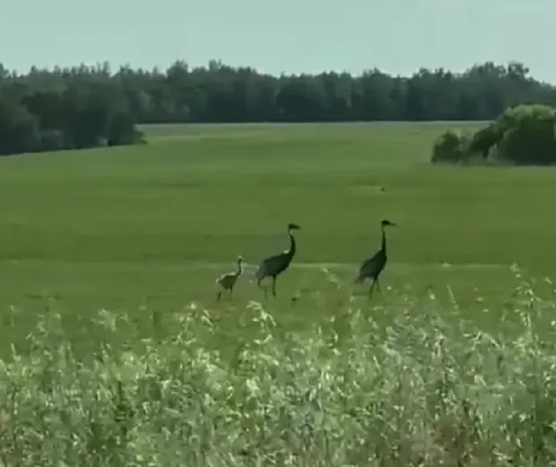 Семья даурских журавлей с птенцом на прогулке попала на видео