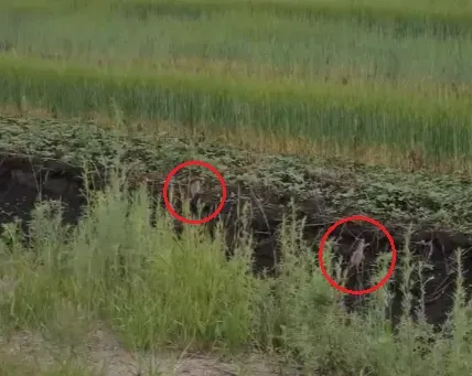 Десяток фазанят с мамой заметил и снял на видео охотовед