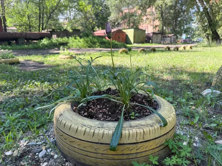 Штрафовать за покрышки-клумбы во дворах будут жителей Белогорска