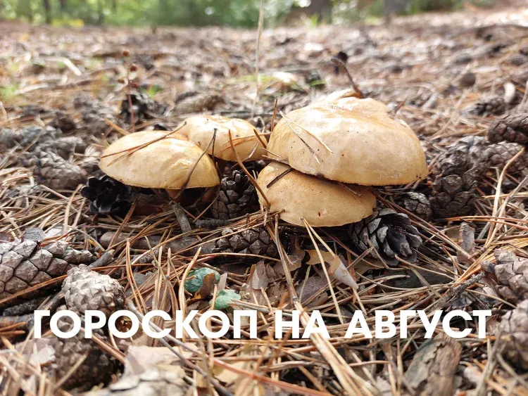 Гороскоп на август 2026 года: не торопите события, позвольте переменам происходить естественно
