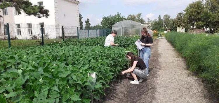 Эксперимент на пришкольном участке удивил ученых рекордным ростом сои