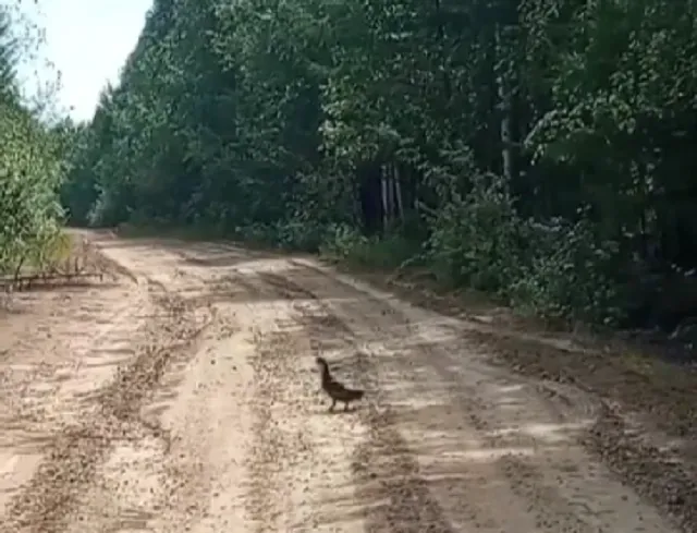 Неторопливую самку глухаря сняли на видео в Приамурье
