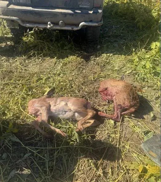 Браконьеры убили пару юных косуль из нелегального ружья
