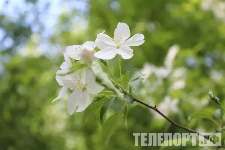 Весна опаздывает в нескольких регионах России