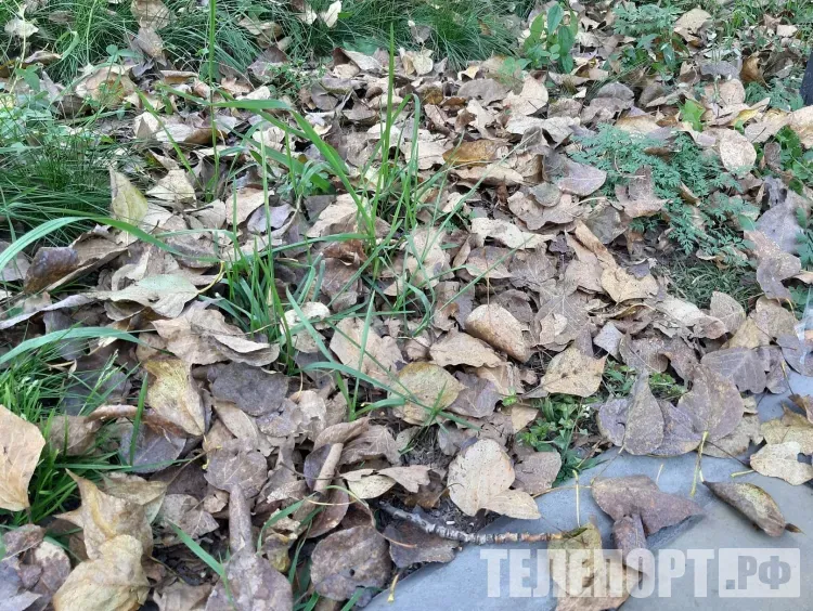 Мешки с мусором и листьями просят не оставлять у обочин на улицах Благовещенска