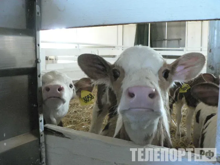 Вирус, быстро убивающий животных, восемь лет не регистрируется в Приамурье