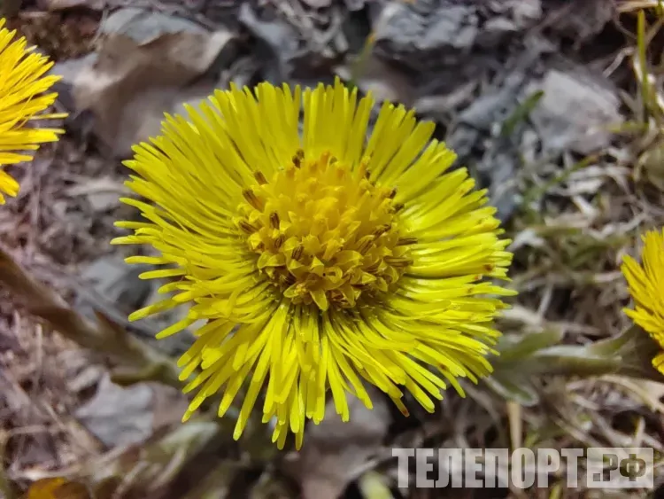 Малооблачно и без осадков в Амурской области