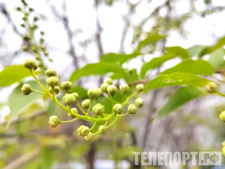 Ночные морозы ударят в Амурской области 