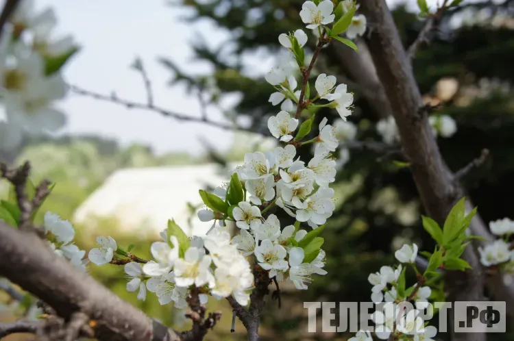 В Амурской области воздух прогреется до +25 градусов