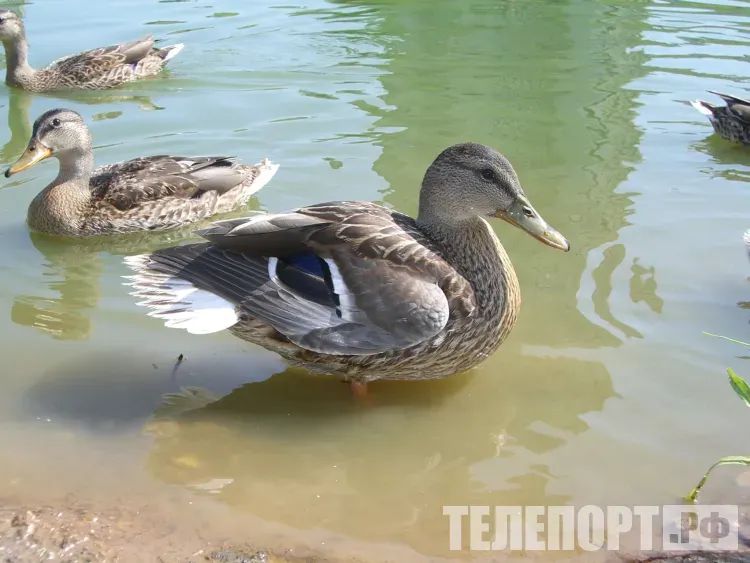 Снег и майские холода помешали охотникам в Амурской области