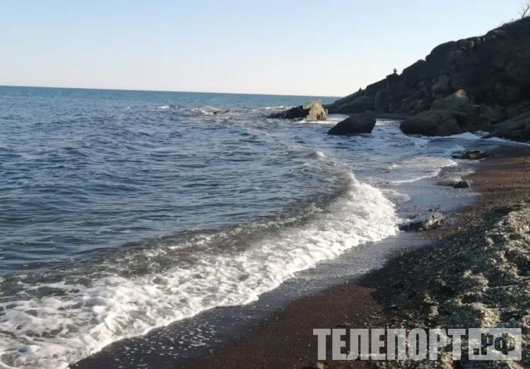 Редкое и малоизученное животное погибло на берегу в Приморском крае