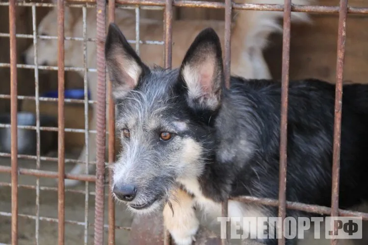 Двух женщин в Амурской области укусили животные, больные бешенством