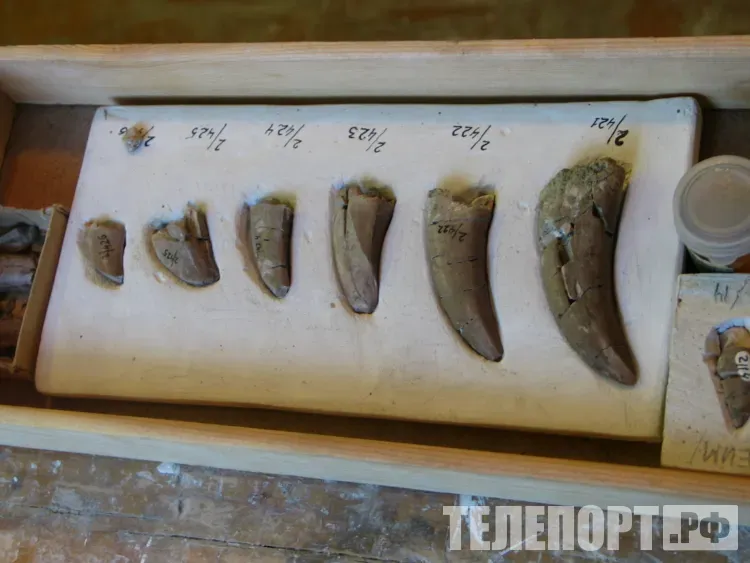 Археологи и этнографы из четырех стран мира встретятся в Благовещенске