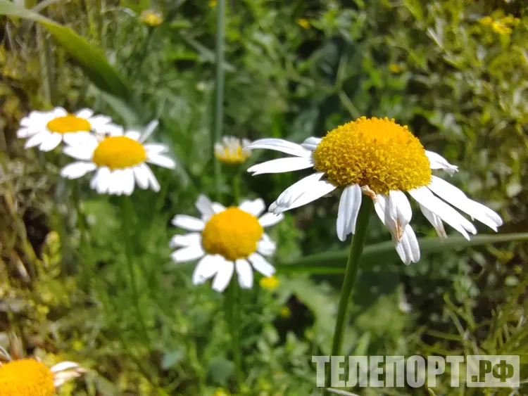 Небольшая облачность, преимущественно без осадков в Амурской области