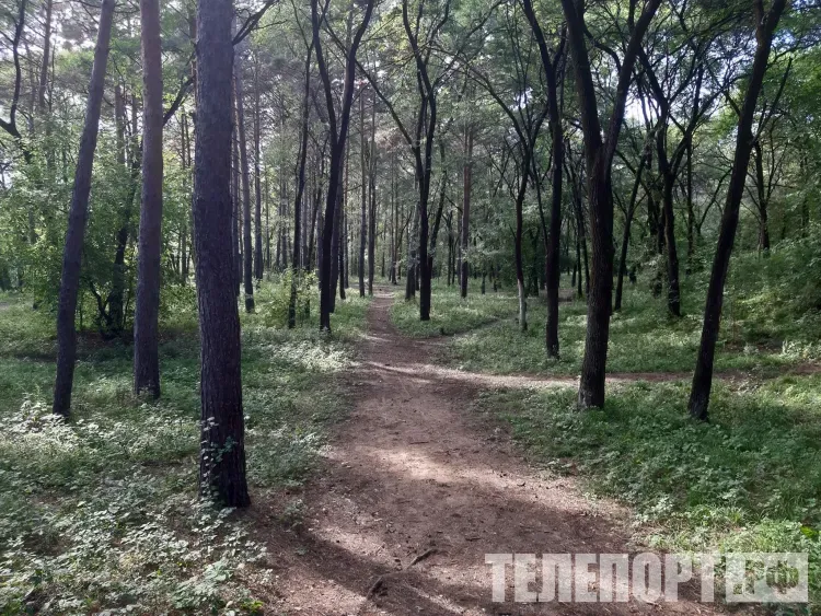 Днем в Амурской области 4 июля местами грозовые, кратковременные дожди