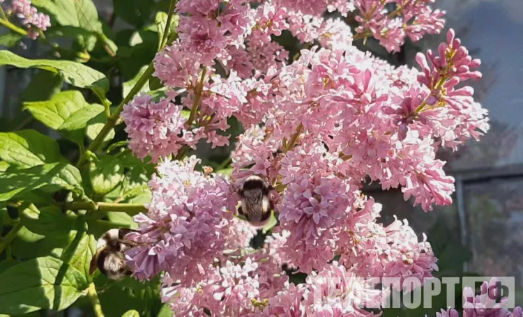 На укусы пчел пожаловались амурчане в Россельхознадзор
