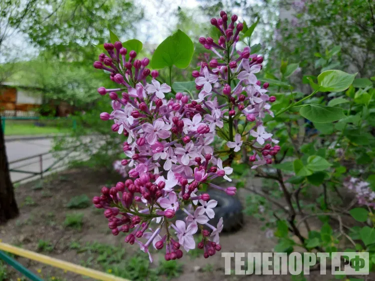 Майские праздники не будут увеличивать россиянам