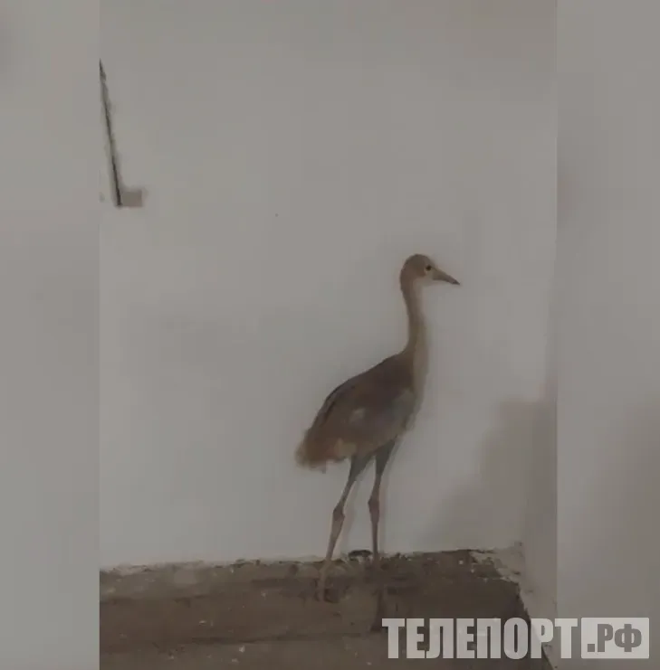 В Архаринском округе одинокому птенцу краснокнижного журавля нашли дом