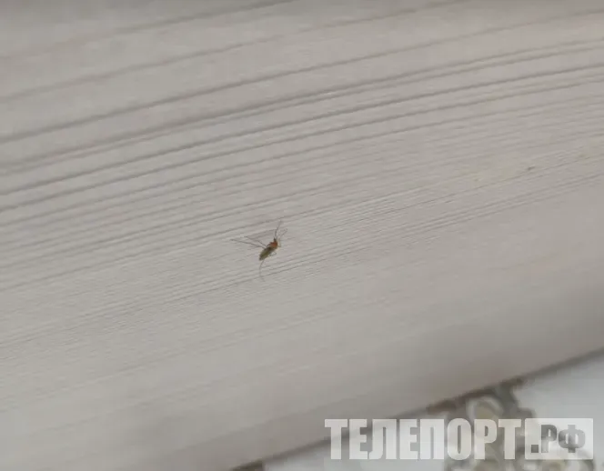 Комары стали чаще заражать россиян, оставляя под кожей паразитов