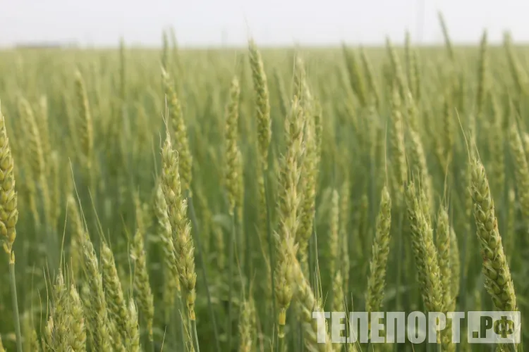 Прокопий Жнец: «Зреет черника - идет жатва лихо»