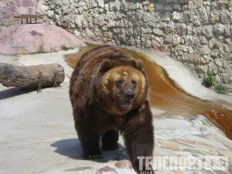 Медведя пытались прогнать из села на Сахалине собаки и автомобилисты