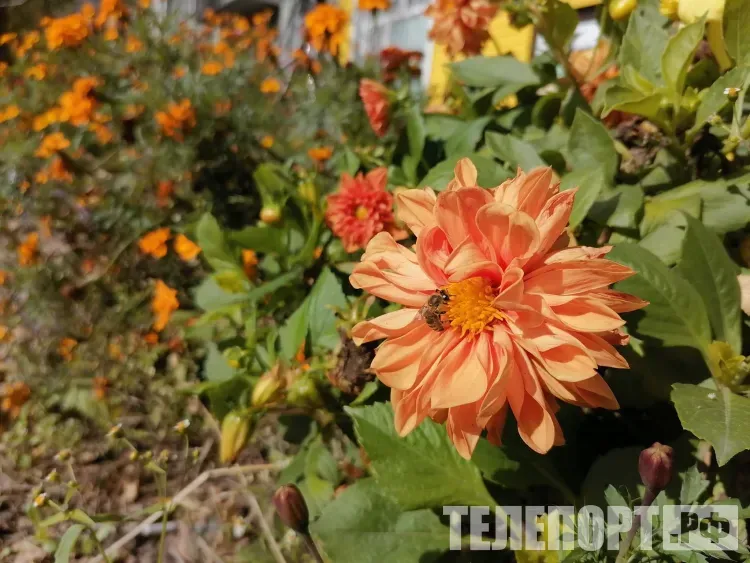 Август в Приамурье начнется без серьезных циклонов