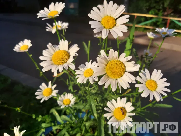 Воздух в Амурской области прогреется до +28 градусов