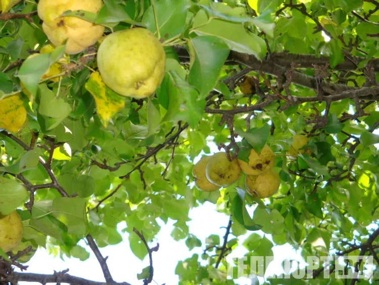 Прохоры-Пармены: «Прохоры-Пармены - не затевай мены»