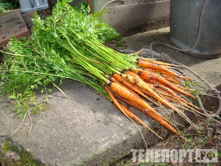 Урожай ранних овощных культур собирают в Благовещенском округе