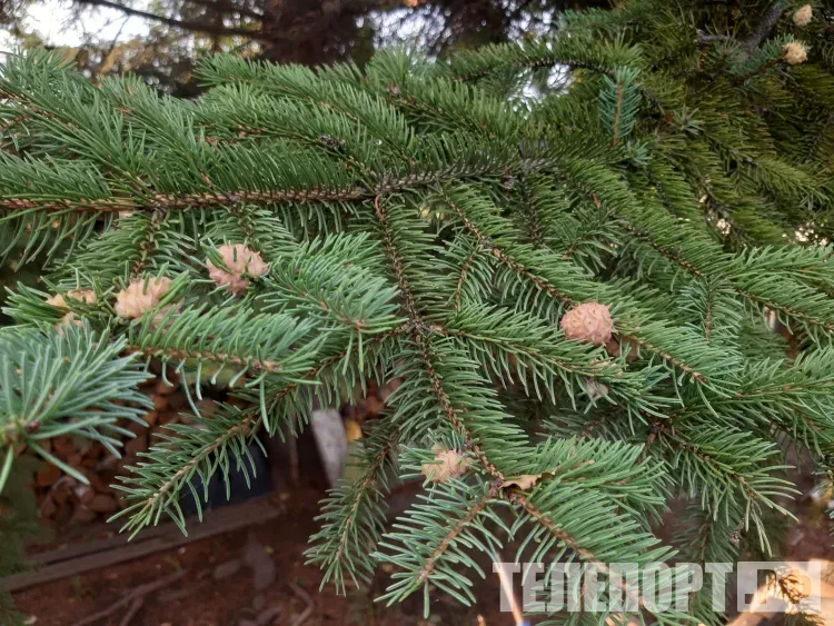 Днем в Амурской области 25 августа по южным и восточным районам местами небольшой дождь
