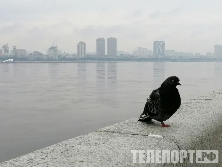 В Амурской области 27 августа облачно, кратковременный дождь 