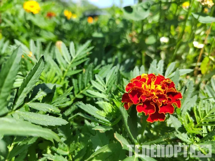 Первые морозы ударили в августе по северу Амурской области