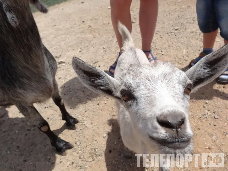 Амурчанка обвинила тигра в "краже" ее коз