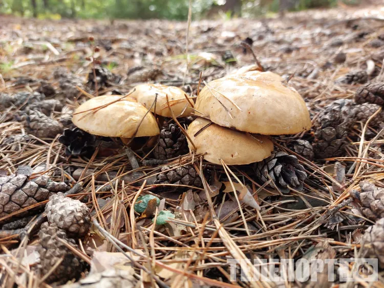 Амурские пожарные нашли потерявшихся грибников