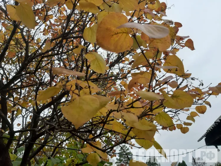Барические депрессии спрогнозировали россиянам в октябре